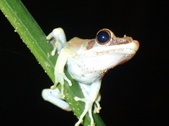 Chalcorana parvaccola