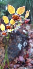 Diuris brumalis