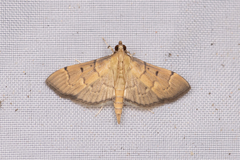Herpetogramma fuscescens