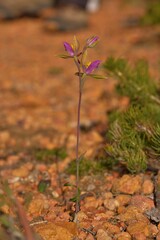 Thelymitra pulcherrima