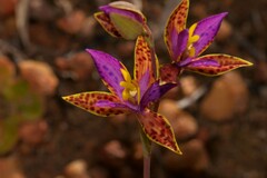 Thelymitra pulcherrima