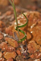 Thelymitra pulcherrima
