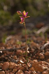 Thelymitra pulcherrima
