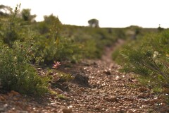 Thelymitra pulcherrima
