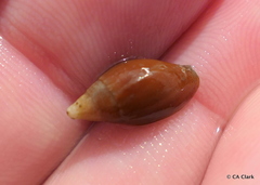 Mitridae