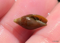 Mitridae