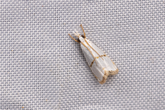 Pseudargyria interruptella