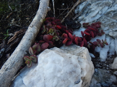 Crassula pellucida marginalis