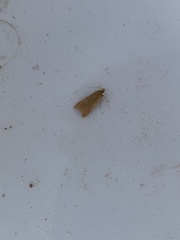 Helcystogramma rufescens