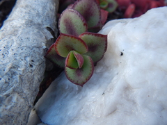 Crassula pellucida marginalis