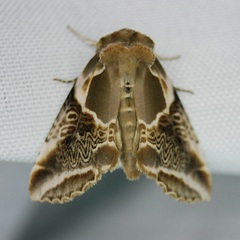 Habrosyne scripta