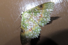 Eucyclodes aphrodite