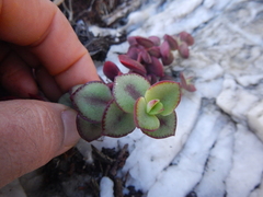 Crassula pellucida marginalis