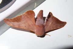 Comparmustilia gerontica