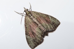 Phthonoloba viridifasciata