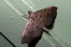 Ceratarcha umbrosa