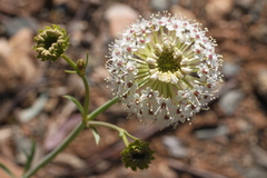 Trachymene glaucifolia