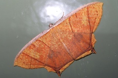 Thinopteryx crocoptera assamensis