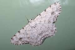 Lassaba parvalbidaria