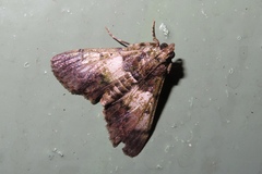 Teliphasa nubilosa