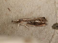Catoptria verellus