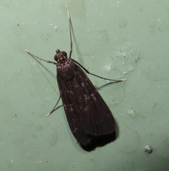 Paracymoriza nigra