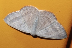 Lomographa margarita