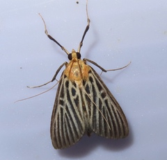 Tyspanodes hypsalis