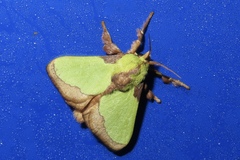 Parasa shirakii
