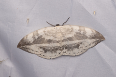 Cyclidia substigmaria