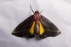 Toccolosida rubriceps