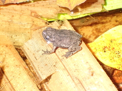 Pseudobufo subasper