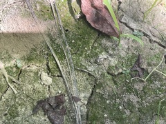 Riccia canaliculata