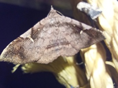 Azeta repugnalis