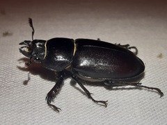 Lucanus cervus turcicus