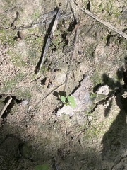 Riccia canaliculata