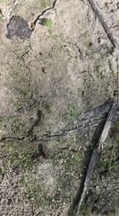 Riccia canaliculata
