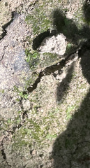 Riccia canaliculata