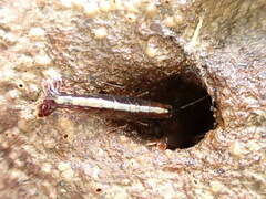 Betaeopsis aequimanus