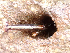 Betaeopsis aequimanus