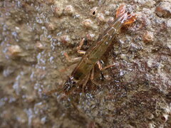 Betaeopsis aequimanus