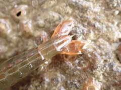 Betaeopsis aequimanus