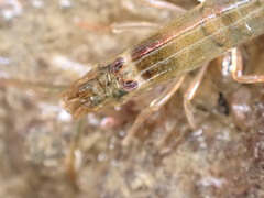 Betaeopsis aequimanus