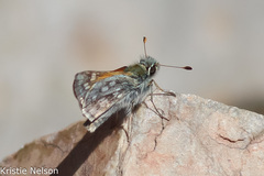 Hesperia miriamae