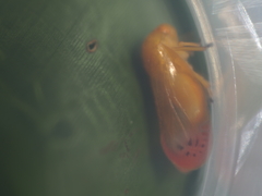 Eoscarta