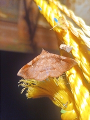 Azeta repugnalis