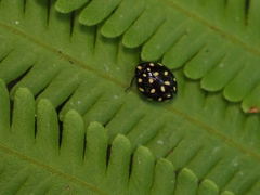 Maculergithus multipunctatus