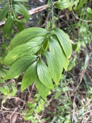 Clinacanthus nutans