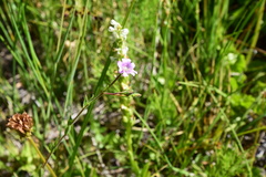 Epilobium glandulosum