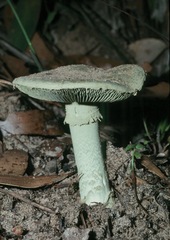 Amanita austroviridis